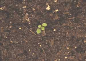 tư duy học tiếng anh growth mindset