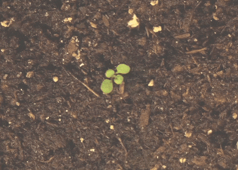 tư duy học tiếng anh growth mindset